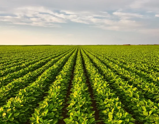 80 % des fermes concernées: une startup déploie une IA pour résoudre un problème majeur
