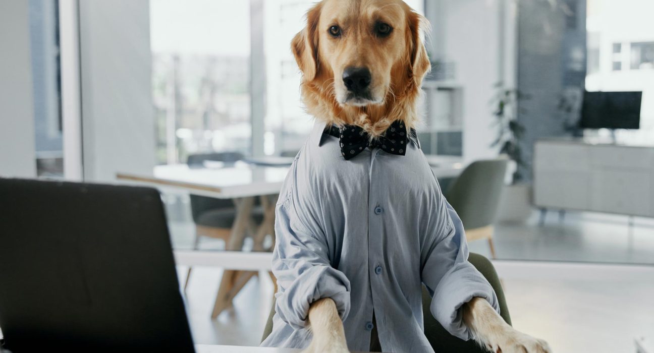 Anxiété et intelligence : une étude révèle des gènes communs chez les golden retrievers et les humains