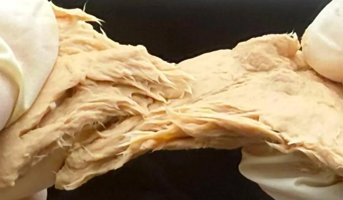 CRISPR propulse un champignon façon viande en source de protéines durable et puissante
