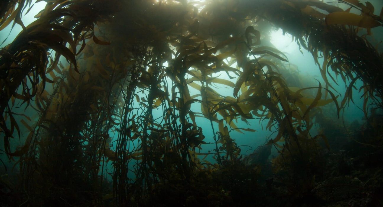 Découverte d’un Amazone invisible : un fleuve souterrain traverse six pays