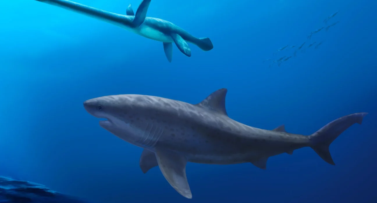 Découverte majeure en Australie : un requin géant préhistorique sidère les scientifiques