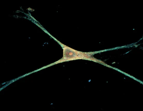 Des nanofils dévoilent en temps réel la croissance et l’arborisation des astrocytes
