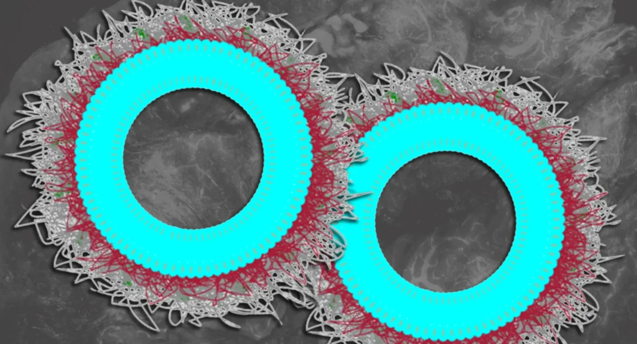 Des nanoparticules dopent l’immunothérapie et éliminent plus de 80 % des tumeurs ovariennes