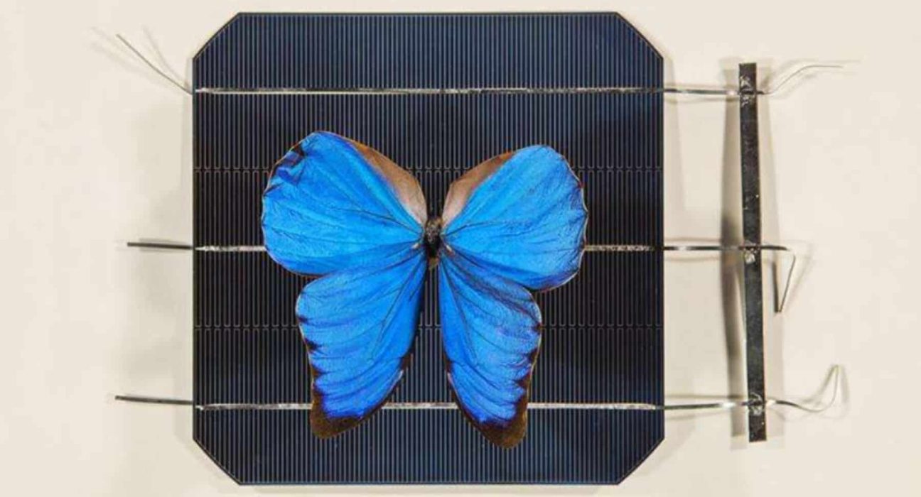 Des papillons pour alimenter l’avenir : la percée photovoltaïque australienne qui bouscule les experts