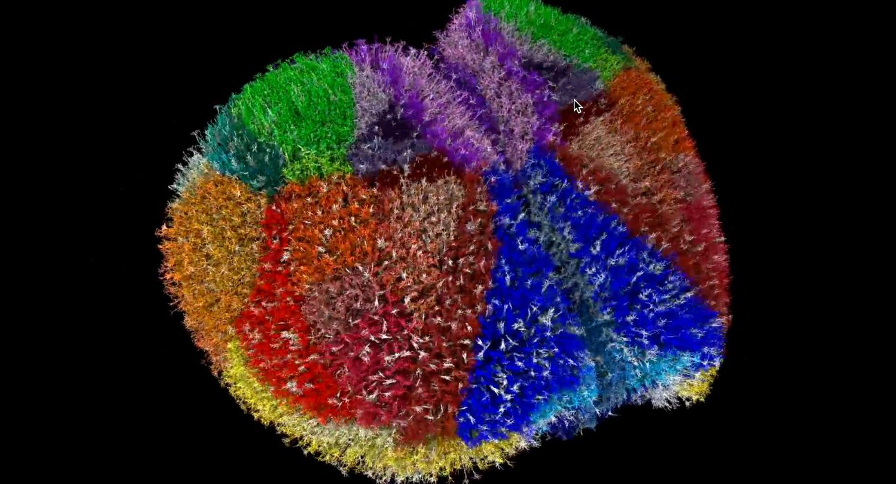 Des scientifiques ont créé un cerveau de souris numérique d’un réalisme saisissant