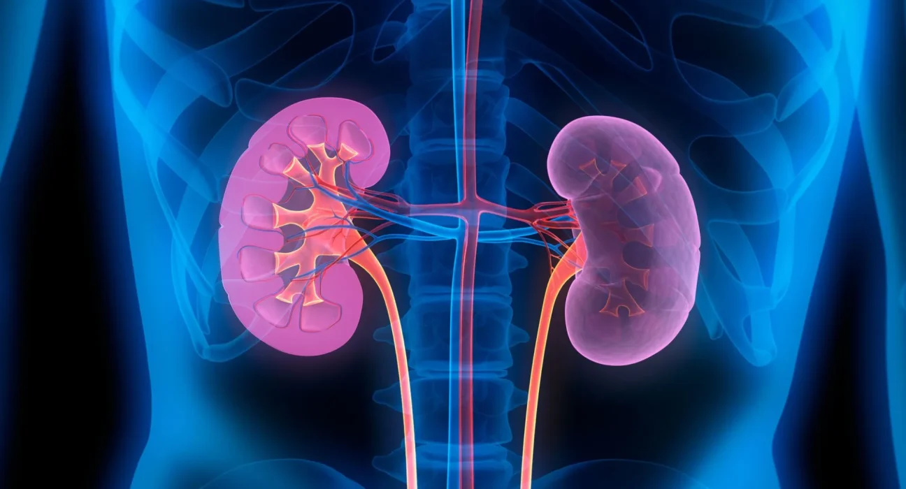 Des scientifiques transforment un rein de groupe A en groupe O : une avancée majeure pour les greffes