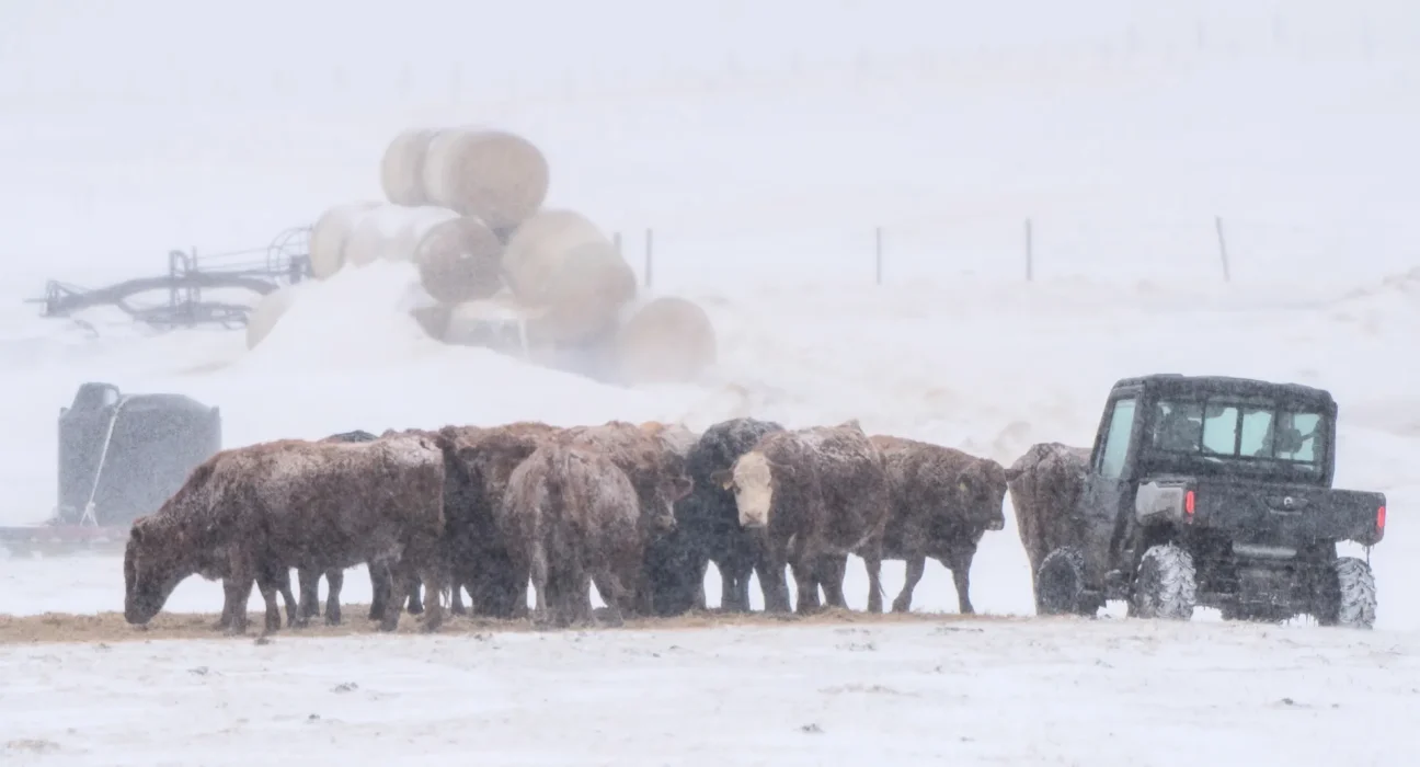 Éleveur de cinquième génération, il développe des « super‑vaches » pour faire face à des conditions de plus en plus rudes: « Premiers au monde »