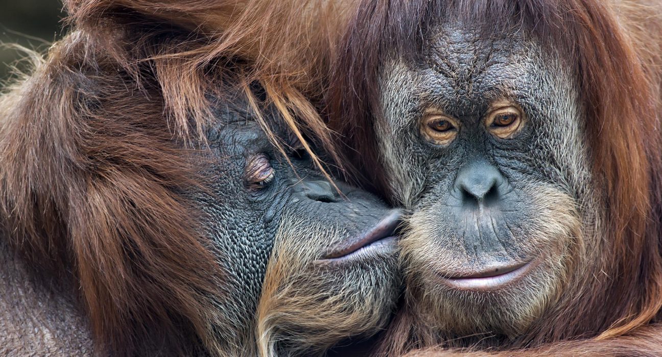 Le baiser, un rituel vieux de 20 millions d’années — des grands singes aux Néandertaliens