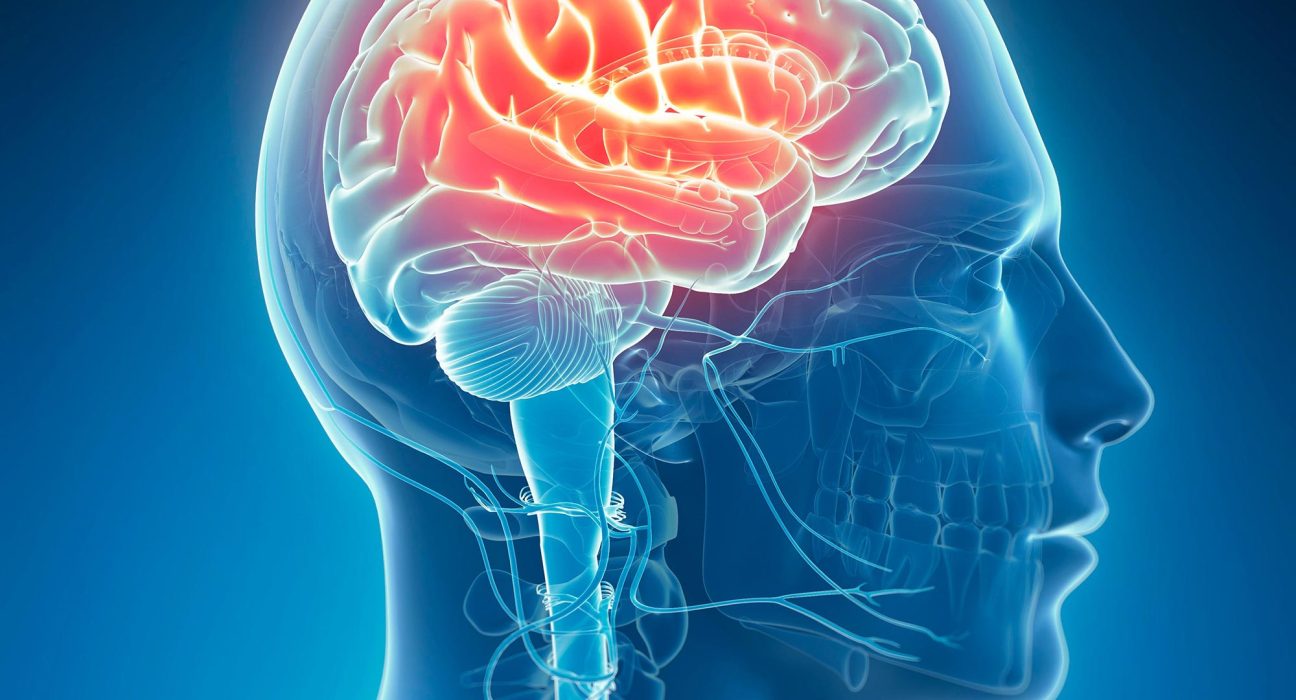 Le plomb aurait-il façonné l’évolution du cerveau ? Une étude qui étonne les scientifiques