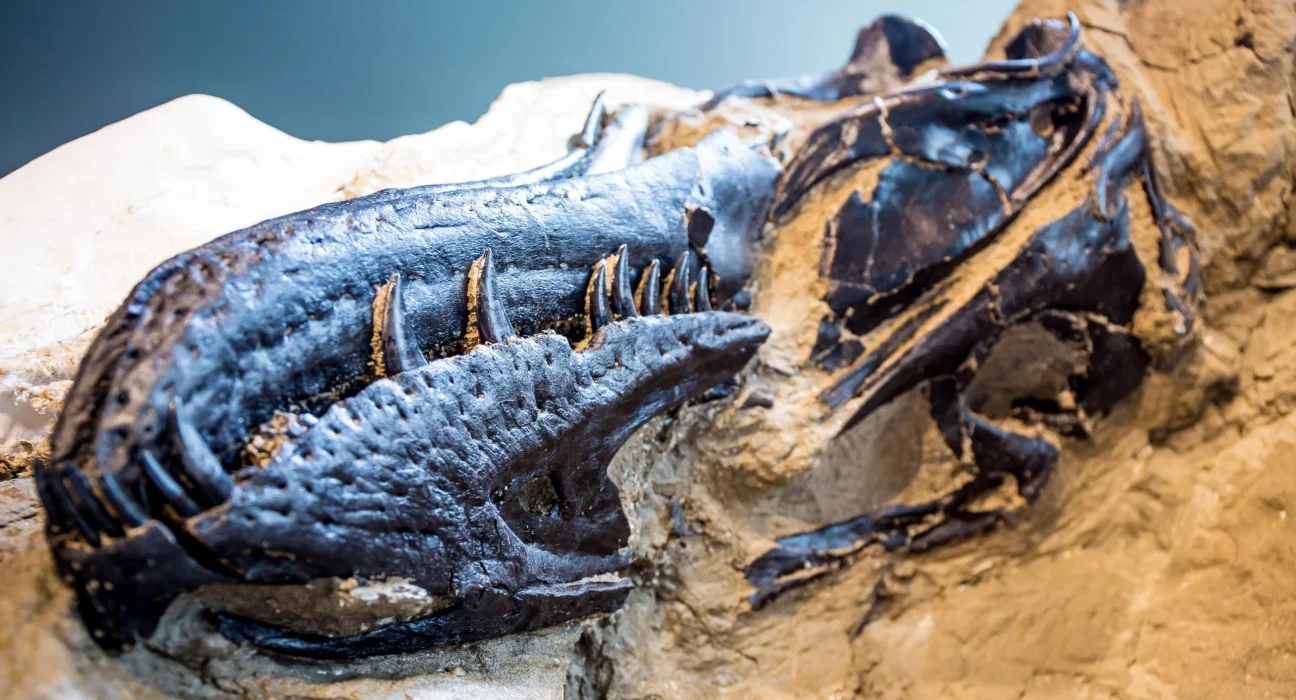 Les « Dinosaures en duel » mettent fin à l’un des plus grands débats de la paléontologie.