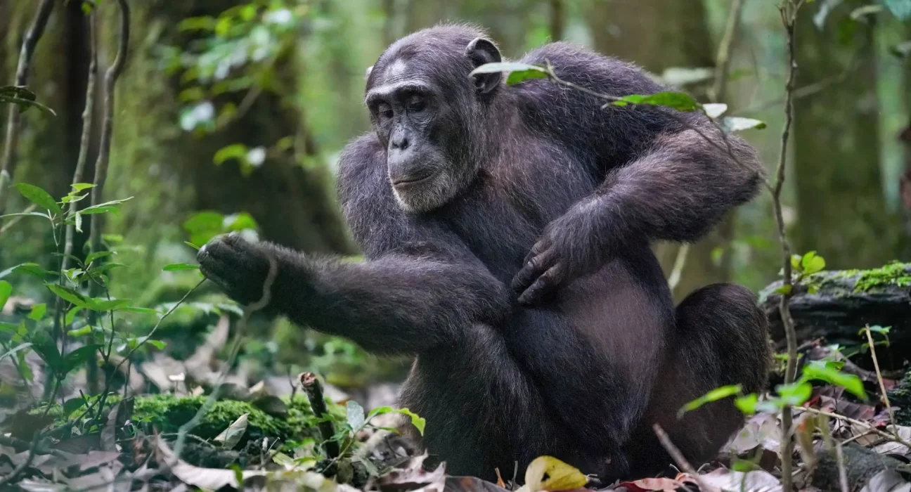 Les chimpanzés réévaluent leurs choix à la lumière de nouvelles informations