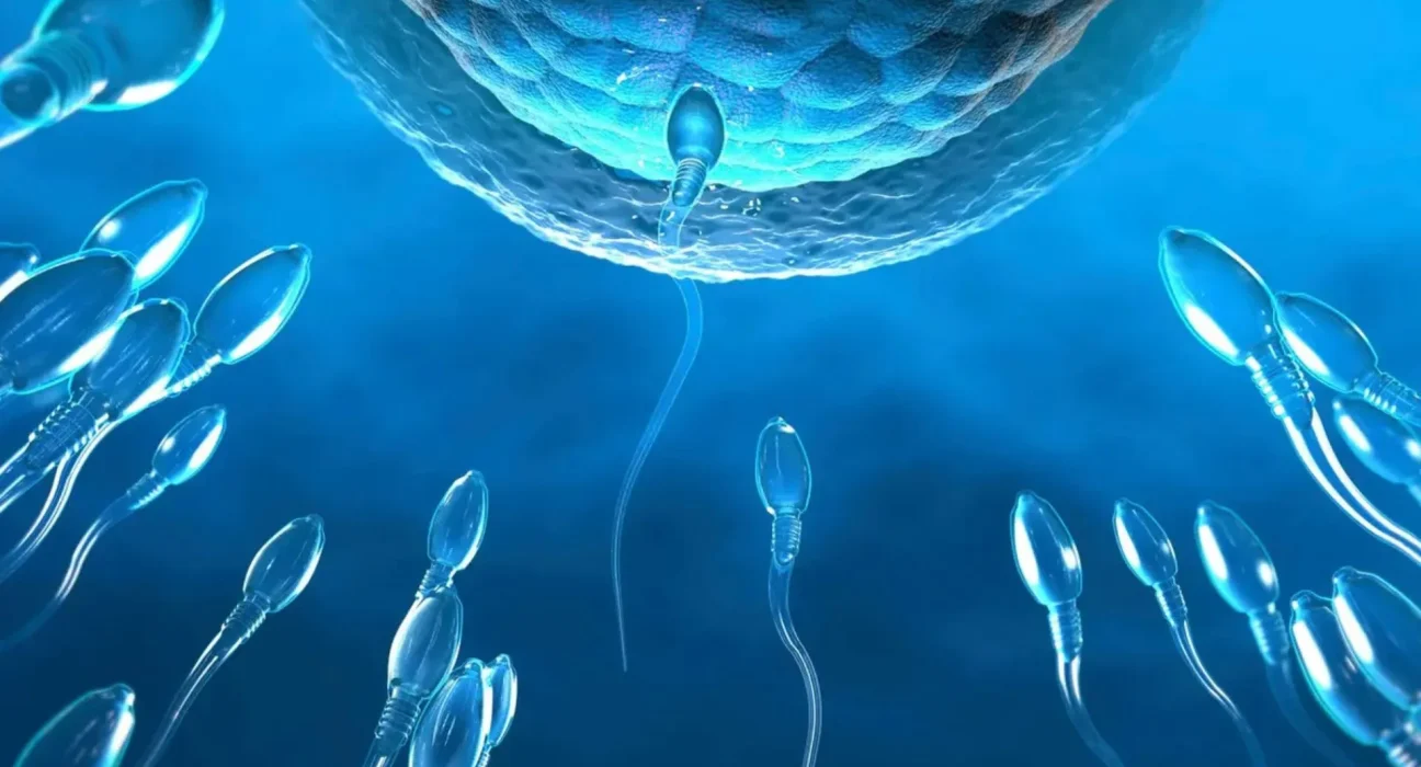L’interrupteur secret des spermatozoïdes pourrait ouvrir la voie à une contraception masculine à la demande
