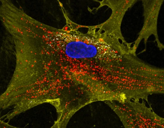 Nanotechnologie: des cellules souches enrichies en mitochondries pour régénérer les tissus
