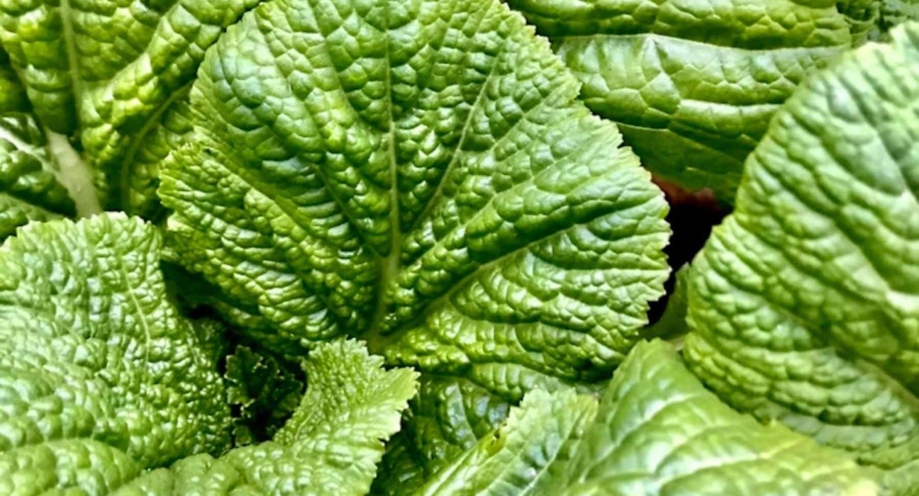 Oubliez le kale et les légumes tendance : cette verdure d’automne méconnue renforce cœur et os