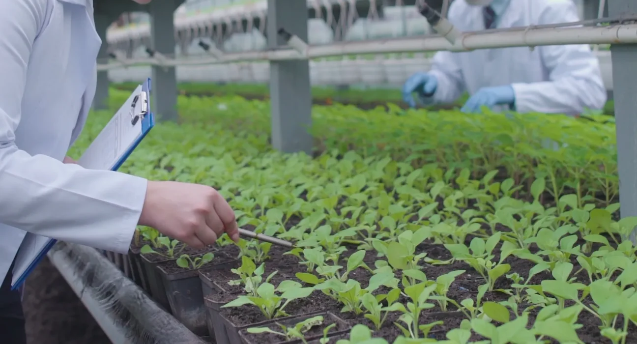 Percée majeure: des chercheurs démontrent qu’une invention révolutionnaire améliore les cultures — « La preuve que c’est possible »