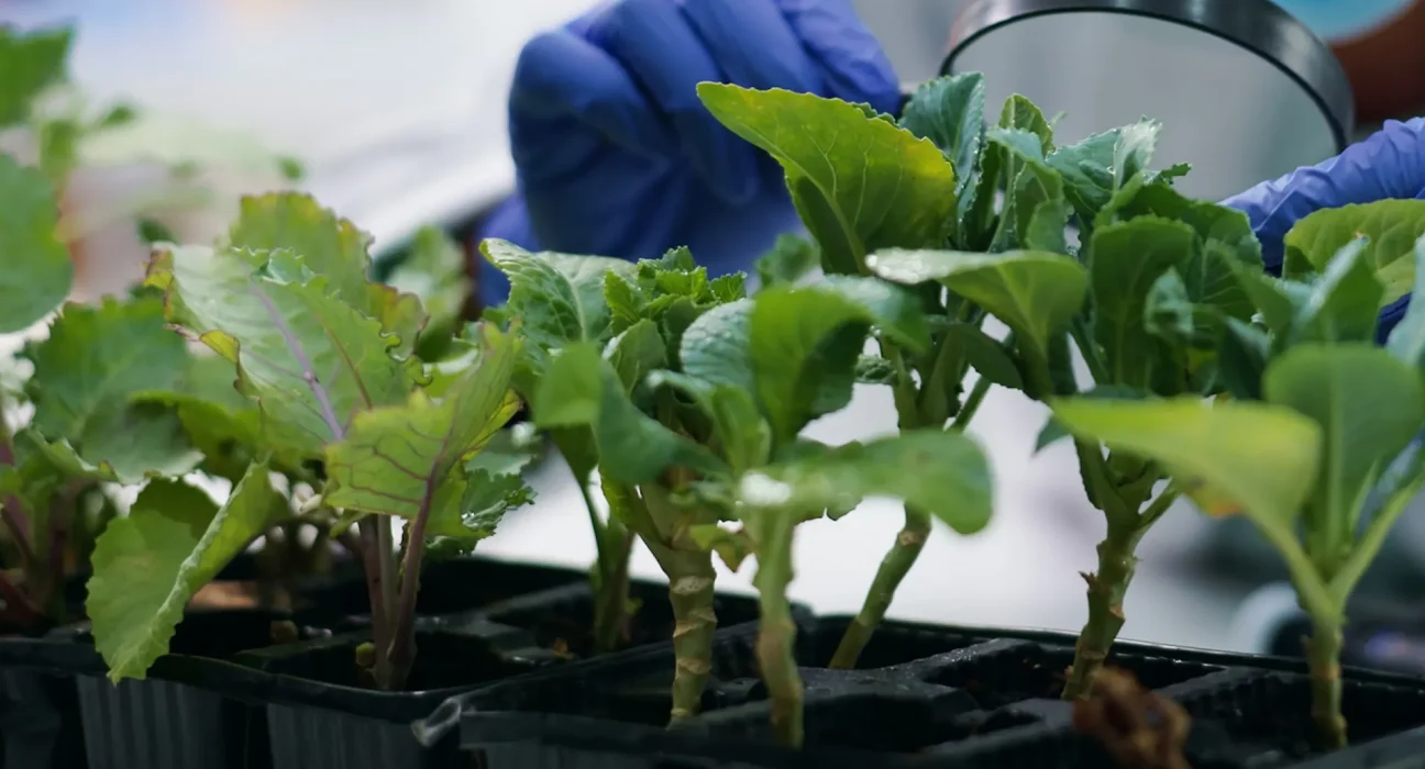 Percée scientifique majeure pour sécuriser l’approvisionnement alimentaire mondial : « inestimable »