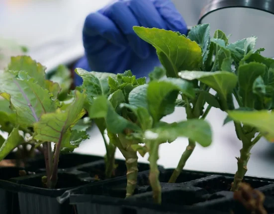 Percée scientifique majeure pour sécuriser l’approvisionnement alimentaire mondial : « inestimable »