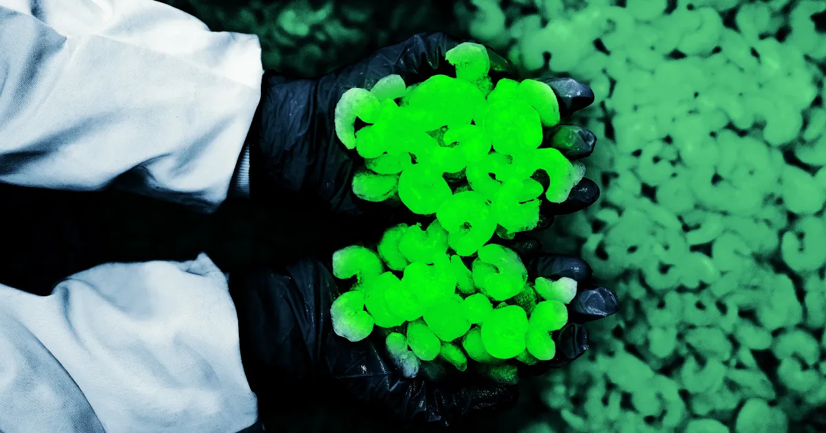 Rappel élargi de crevettes pour contamination radioactive dans un nombre croissant de supermarchés