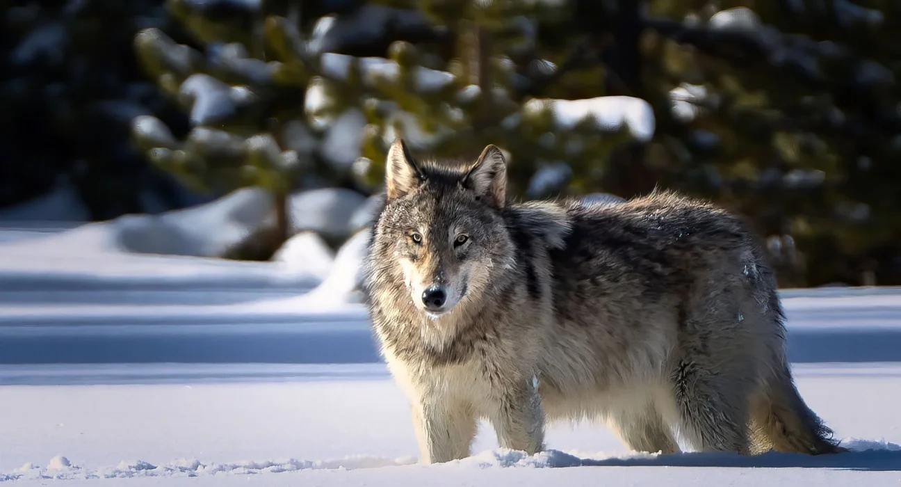 Révélation : les « chiots » vieux de 14 000 ans étaient en réalité des loups