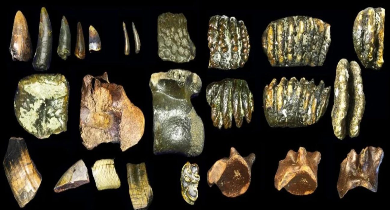 Sous les flots, des empreintes de pas vieilles de 140 000 ans refont surface