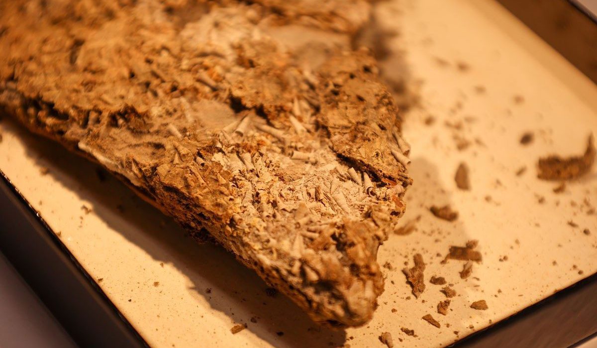Un fossile vieux de 540 millions d’années réécrit l’histoire de l’évolution