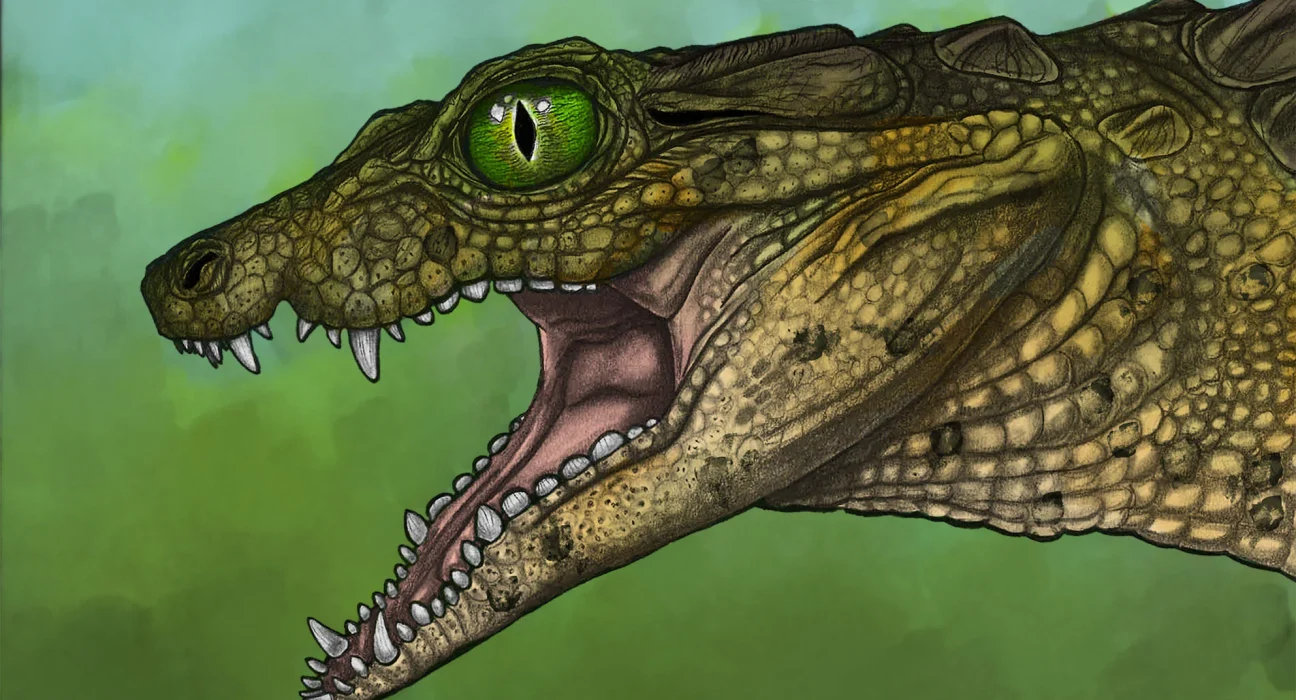 Un minuscule parent des crocodiles vieux de 95 millions d’années déroute les scientifiques par sa dentition insolite