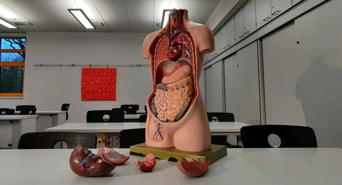Un modèle 3D de côlon humain ouvre la voie au remplacement de l’expérimentation animale en oncologie