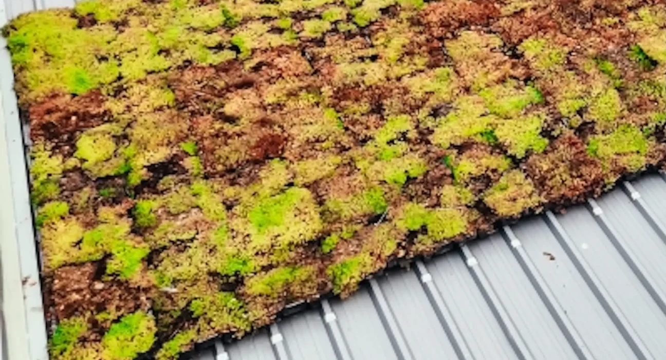 Une découverte scientifique majeure pourrait transformer l’architecture de demain et dessiner des villes à taille humaine