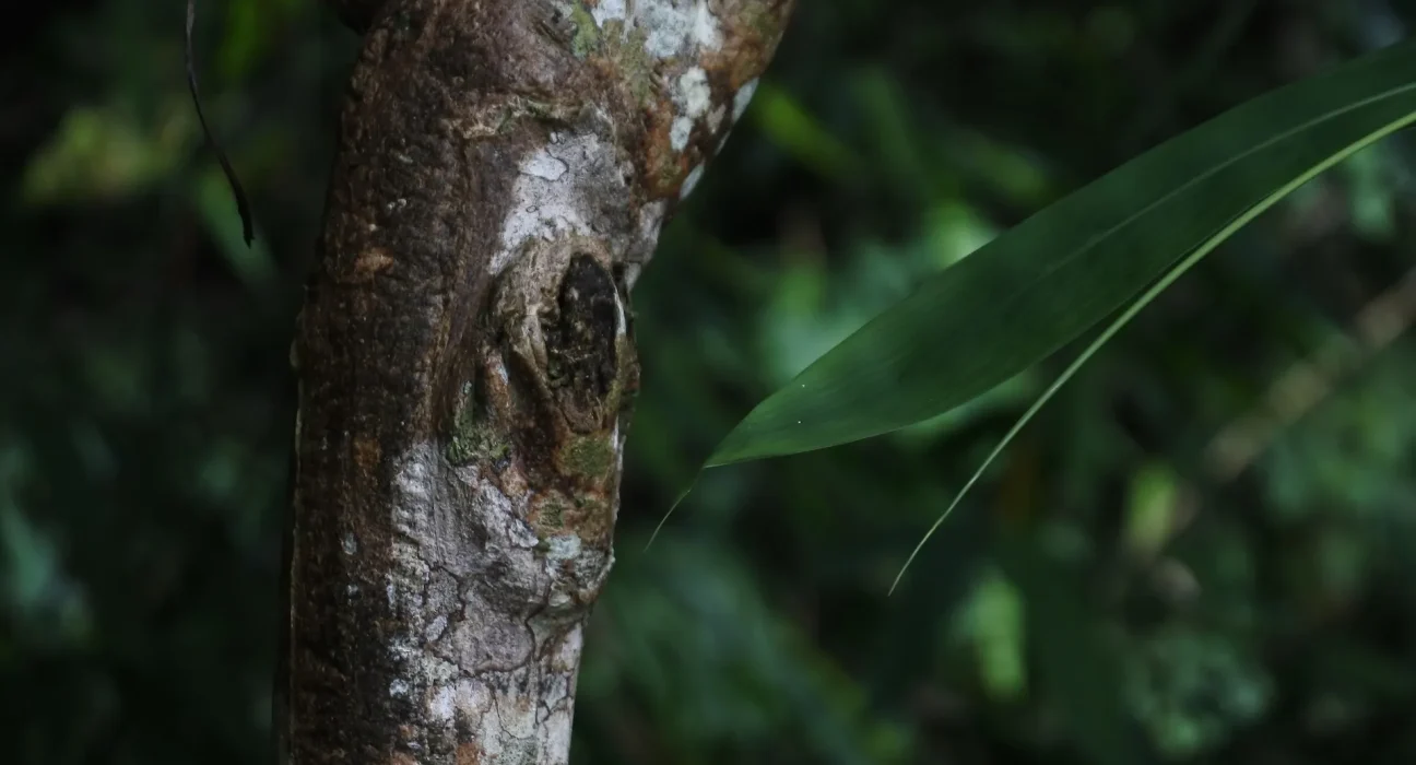 Avertissement des experts : Des espèces inquiétantes découvertes dans la nature, "Nous sommes très embrouillés".