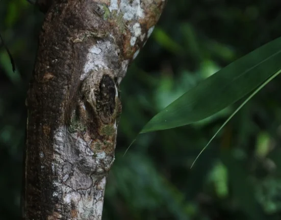 Avertissement des experts : Des espèces inquiétantes découvertes dans la nature, "Nous sommes très embrouillés".