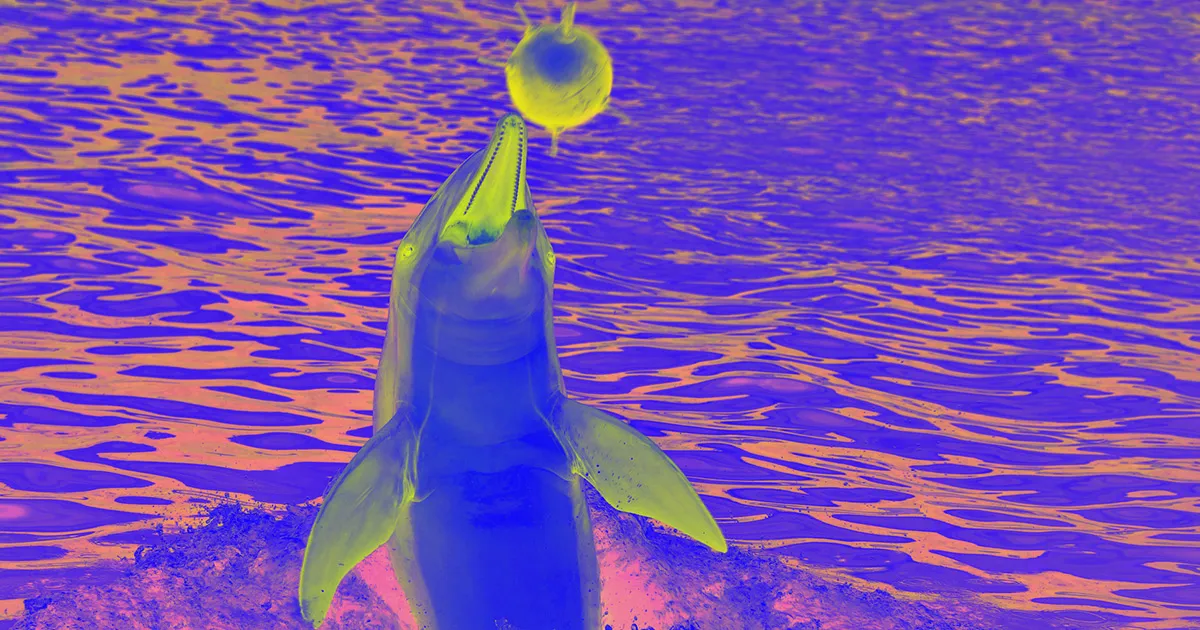 Dauphins détecteurs d'explosifs embarqués par l'armée américaine