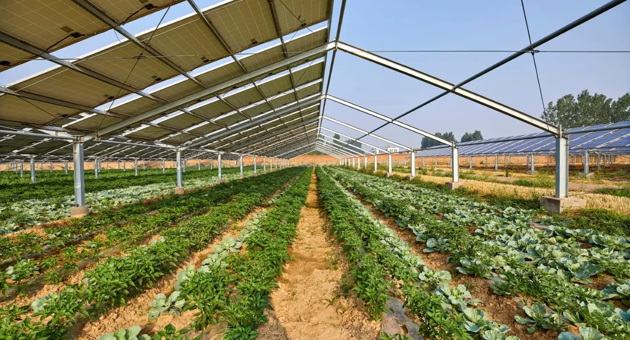 Découverte Étonnante : Les Cultures Sous Panneaux Solaires pourraient Stimuler la Demande des Consommateurs
