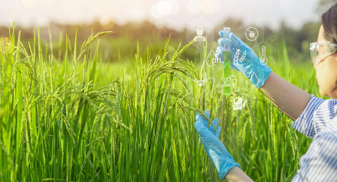 Découverte Révolutionnaire : Vers un Riz Plus Abordable, Sain et Écologique.