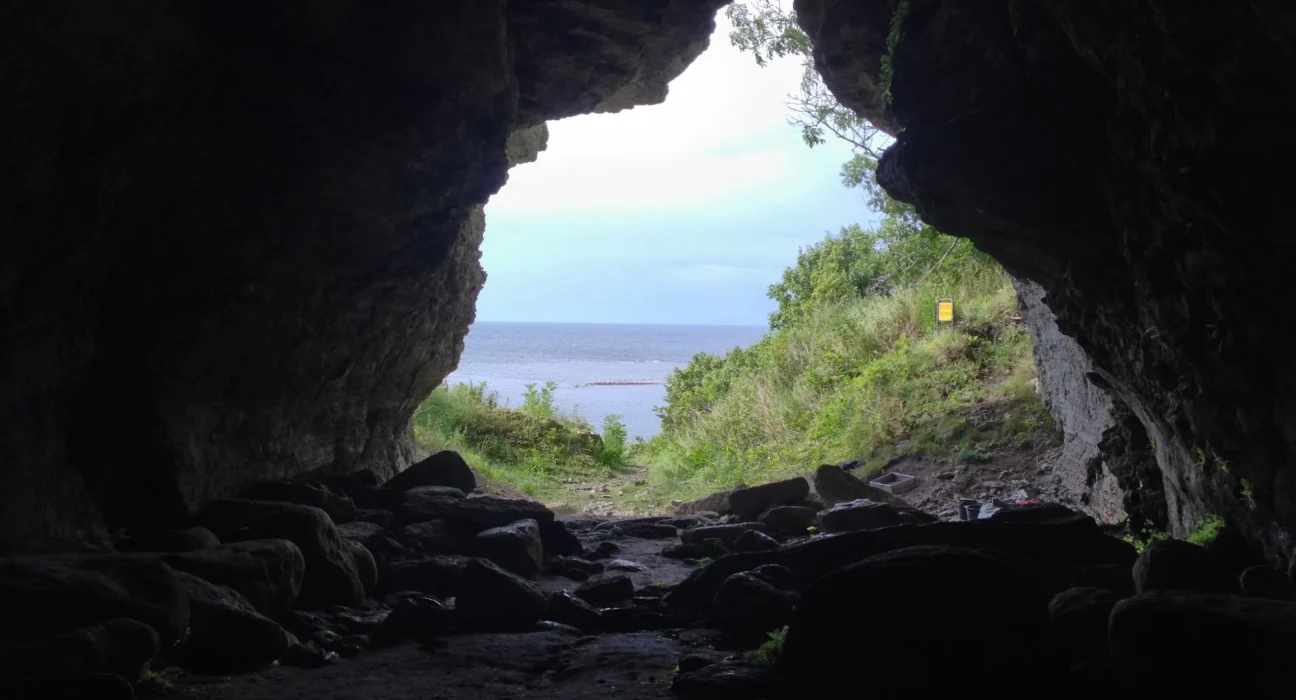 Découverte de Loups Vieillissants de 5 000 Ans sur une Île Isolée : Une Réévaluation de la Domestication