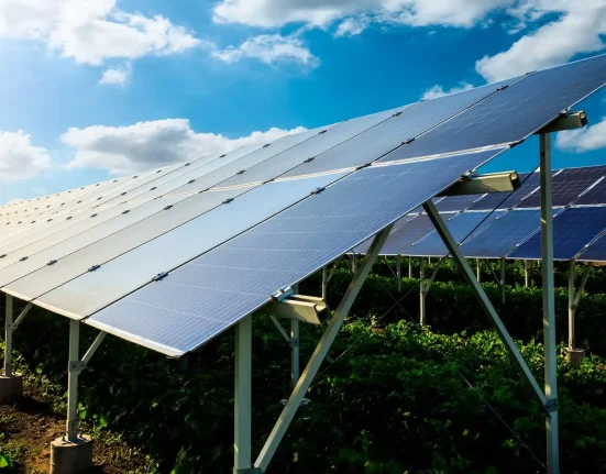 Découverte révolutionnaire sur l'agriculture sous panneaux solaires : un sujet méconnu.