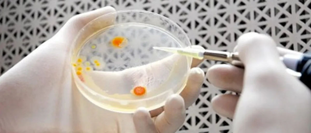 Des Bactéries Généralement Modifiées pour Absorber le CO2 et Produire de l'Énergie