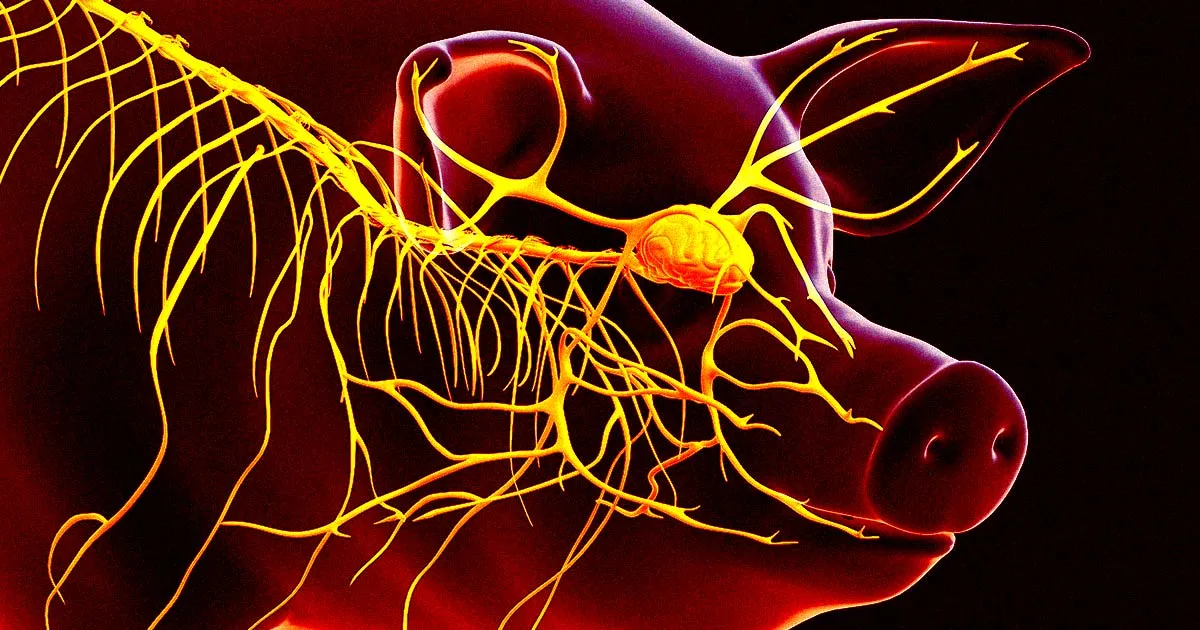 Des Médecins Fascinés par un Traitement Réveillant des Signes de Vie dans des Cerveaux Décédés