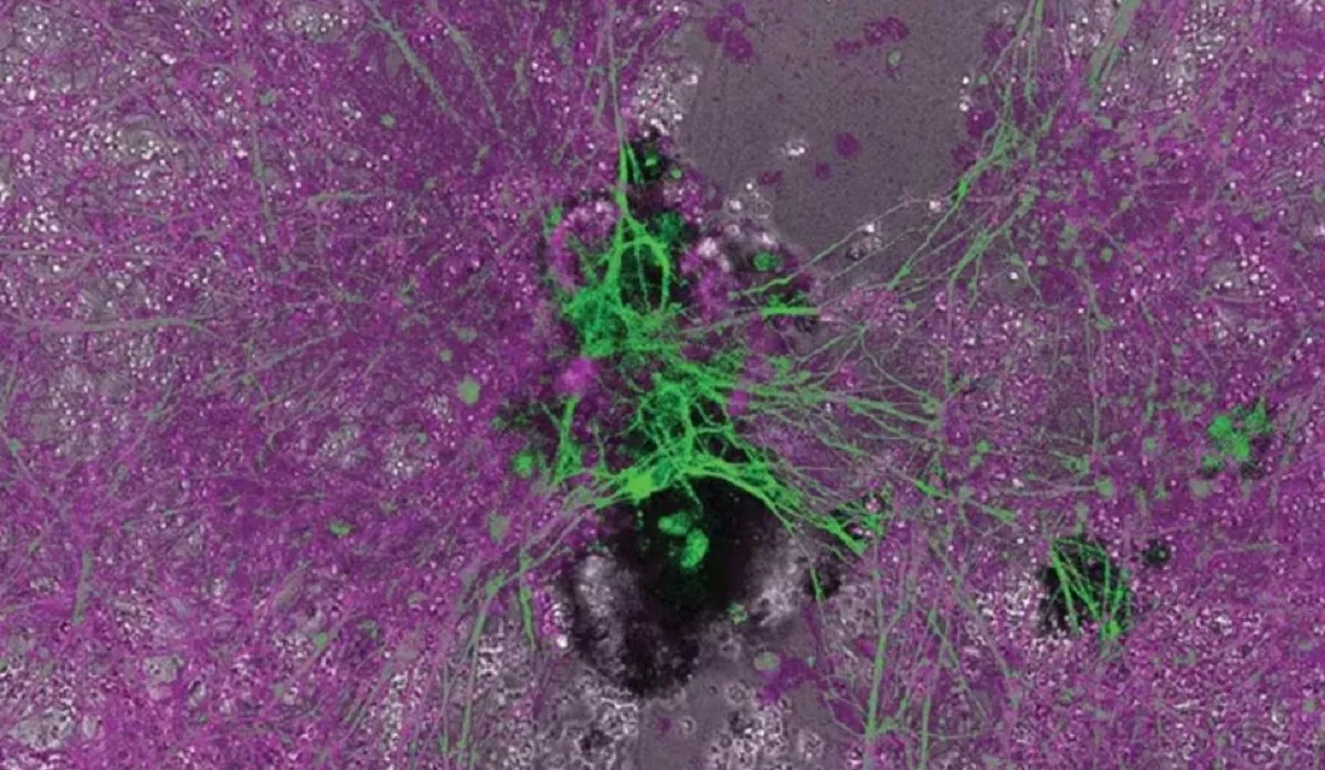 Des Organismes de Laboratoire : Une Nouveau Statut Entre Vie et Mort, Selon les Scientifiques
