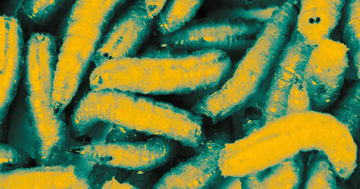 Des Passagers de l'Avion Éberlués par une Pluie de Magots Tombant du Compartiment à Bagages.