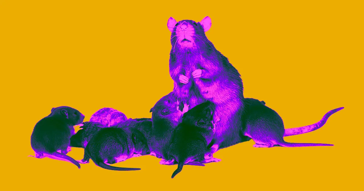 Des Scientifiques Fascinés par un Médicament Prolongeant la Vie des Souris tout en Préservant Leur Jeunesse.