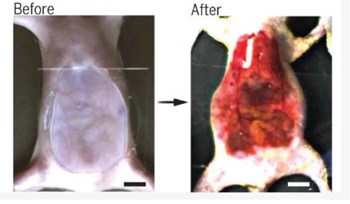 Des Souris Transparentes : Les Scientifiques Révèlent Leurs Organes Internes Comme des Jouets Nintendo des Années 90.