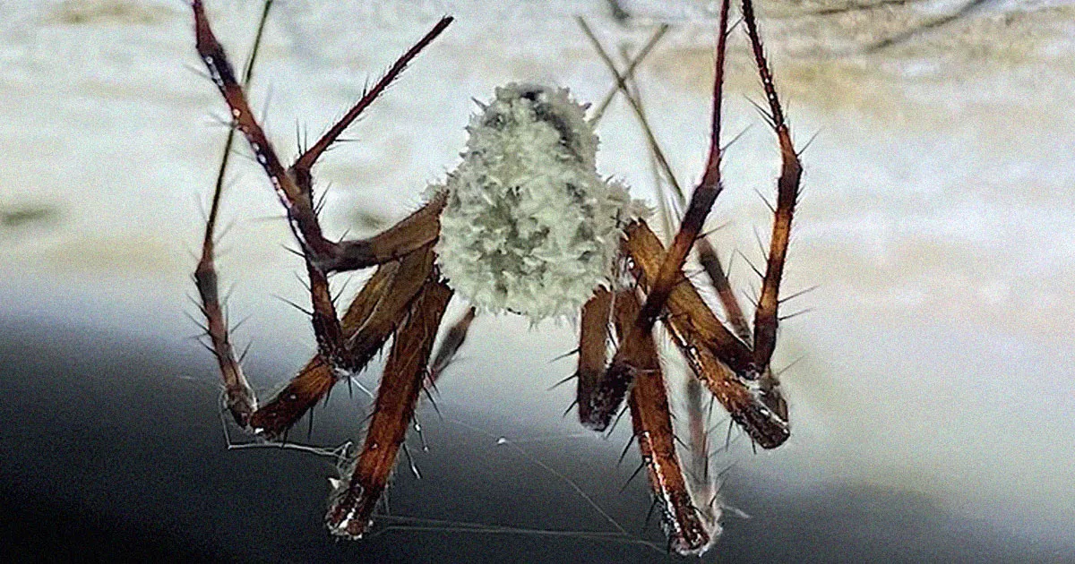 Des scientifiques découvrent un champignon "zombie" qui prend le contrôle des araignées et propose son utilisation en médecine humaine.