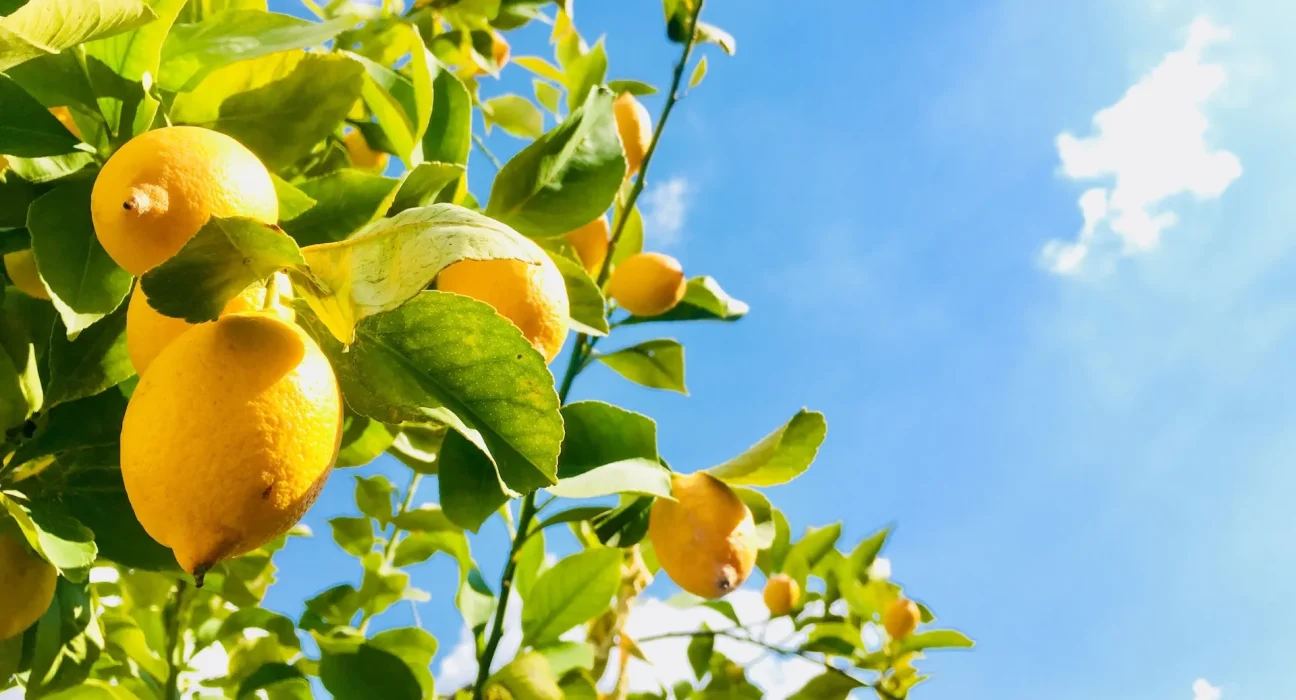Des scientifiques réalisent une avancée majeure dans la lutte contre une menace sérieuse pour l'approvisionnement alimentaire : "Bien plus efficace".