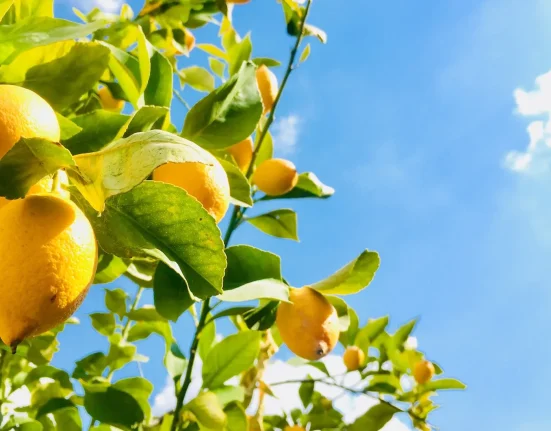 Des scientifiques réalisent une avancée majeure dans la lutte contre une menace sérieuse pour l'approvisionnement alimentaire : "Bien plus efficace".