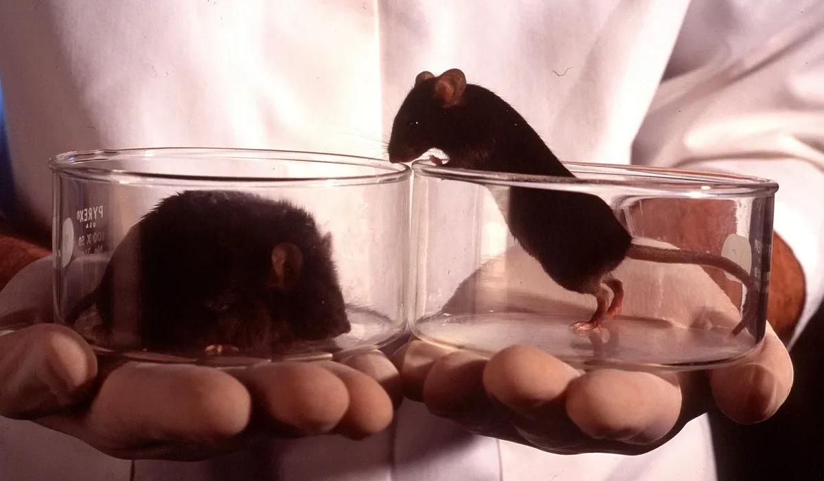 Des scientifiques reprogramment des souris pour que leur foie produise un médicament semblable à l’Ozempic