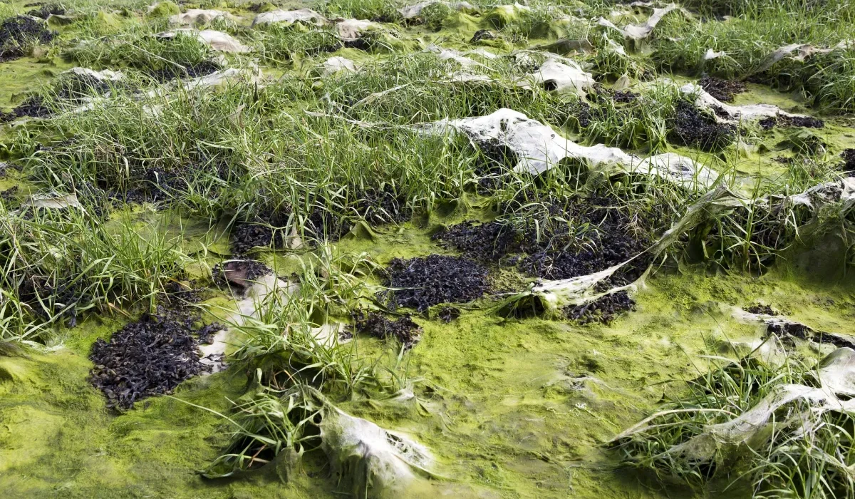 Deux Nouveaux Projets du Ministère de l'Énergie : Valoriser l'Algue pour Alimenter les Véhicules