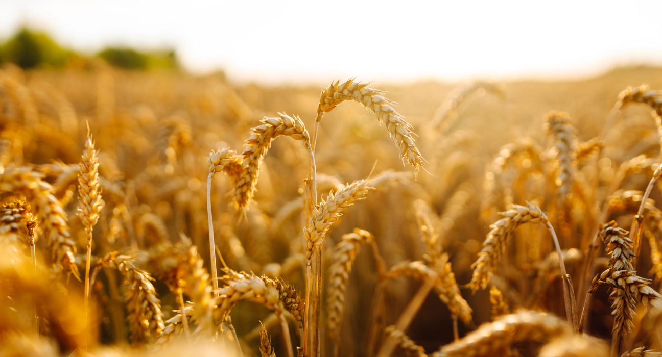 Deux Petites Innovations Pour Révolutionner la Production Alimentaire Mondiale