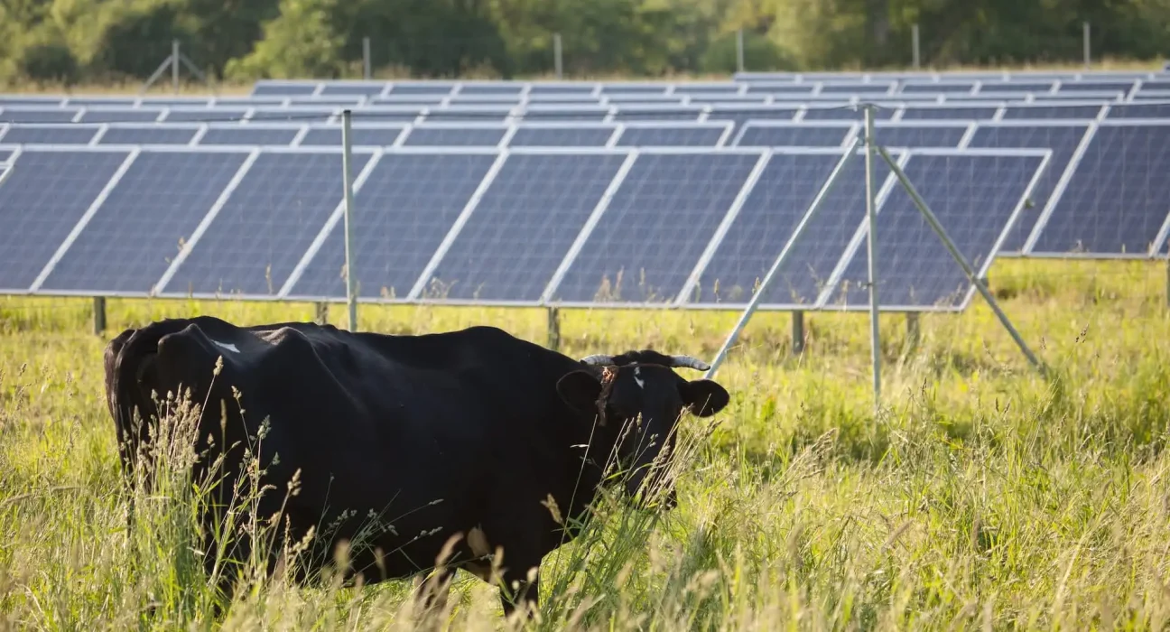 Fermiers découvrent une synergie surprenante entre vaches et panneaux solaires : 'Un potentiel insoupçonné'