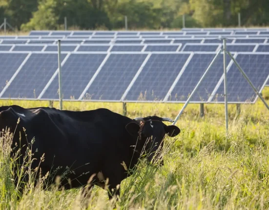 Fermiers découvrent une synergie surprenante entre vaches et panneaux solaires : 'Un potentiel insoupçonné'