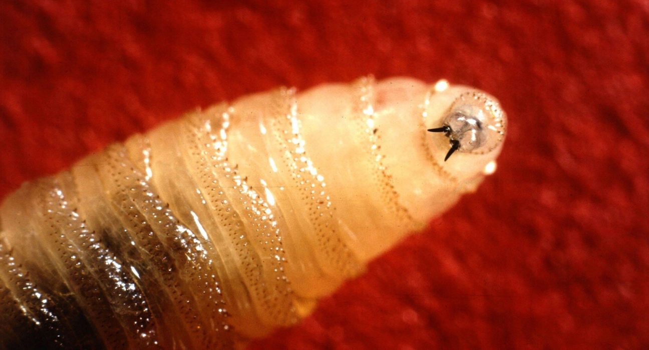 Invasion Imminente : Des Mouches Carnivores Menacent la Frontière des États-Unis, Des Scientifiques Agissent !